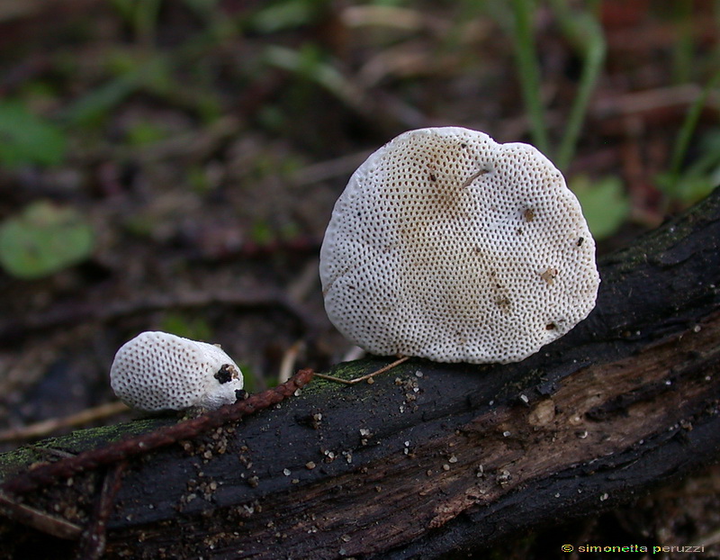 Funghi delle dune e retrodune...